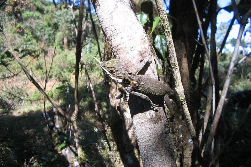 Sri Lanka, Horton Plains